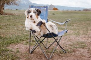 Hund i festivalstol